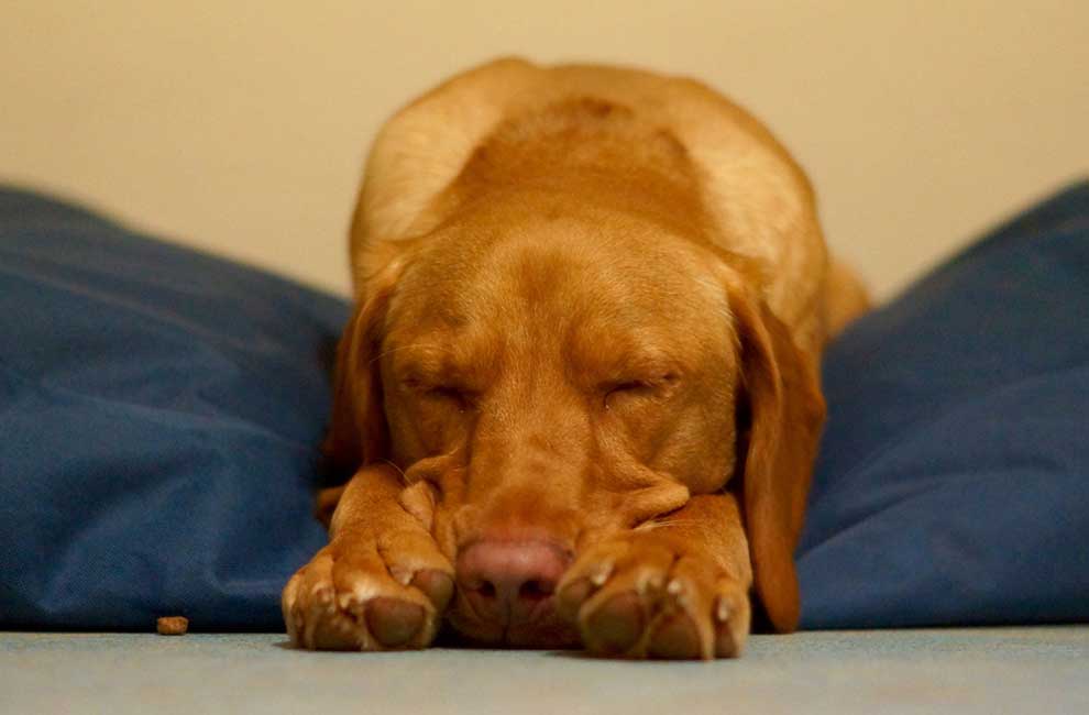 Always Time For A Snooze